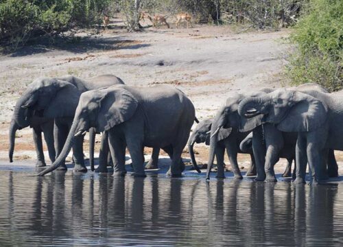 2 DAY VICTORIA FALLS & CHOBE SAFARI ESCAPE
