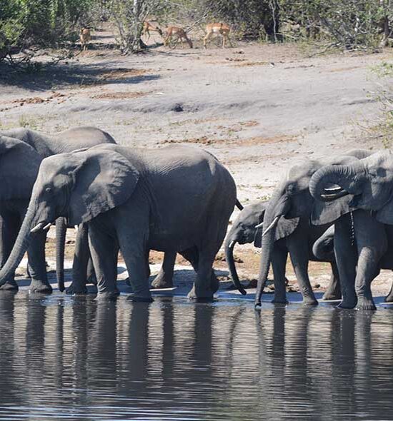 2 DAY VICTORIA FALLS & CHOBE SAFARI ESCAPE