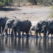 Elephants crossing the Chobe River during a wildlife safari from Victoria Falls, captured on a Chobe Day Trip with Mayelane Tours